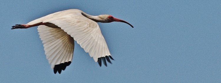 ibis in flight